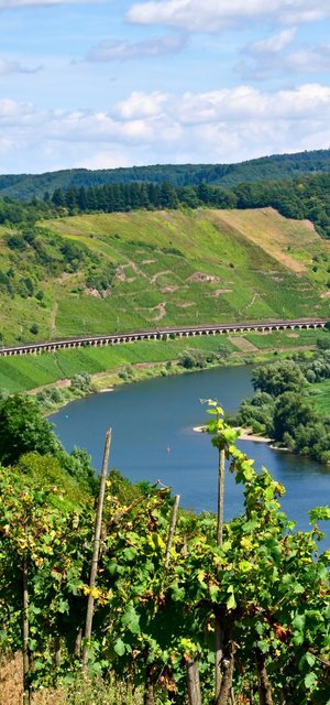 Panorama von Mosel und Weinbergen in Deutschland